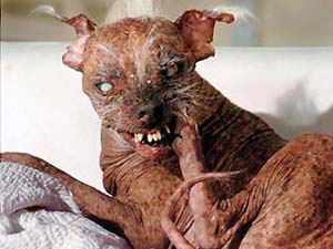 ит өте қорқынышты