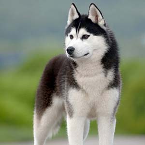 иттердің ең әдемі тұқымы