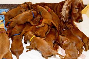 анам мен щенік