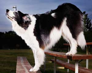 иттің басына әйнек ұстайды