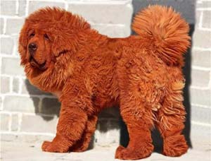 ең қымбат ит