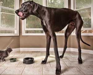 Danes Great Dane Zeus