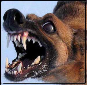 өте ашуланған дахшунд