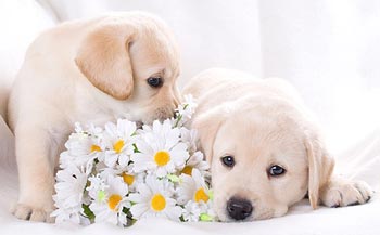 әдемі щенок базенджи