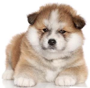 жапондық Akita Inu щенкасы