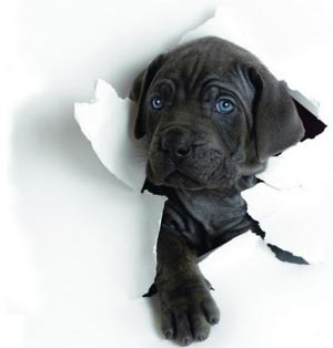 щенкаға арналған корпус корпусы қағазды жарып жіберді