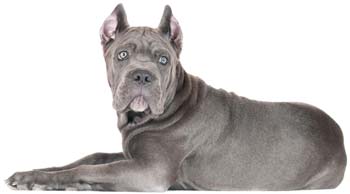 щенок корсоры жатыр