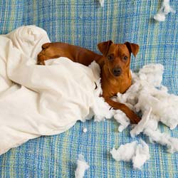 иттер жастығы жыртылған