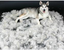 иттің жүнінде орналасқан