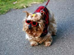 көзілдірікпен әдемі ит