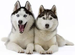 екі сібір шелегі