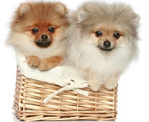 Померанский поморский әдемі