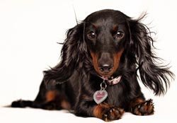 әдемі dachshund