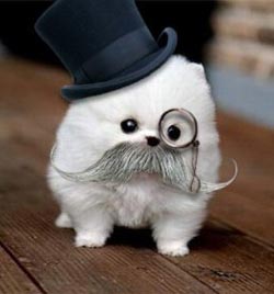 иттердің ақылды тұқымы