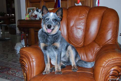 Кафедрадағы австралиялық шопан иттері