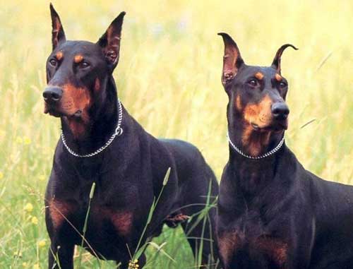 екі әдемі dobermanns