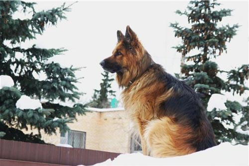 әдемі неміс шопан иті