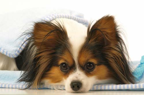 папалық-әдемі