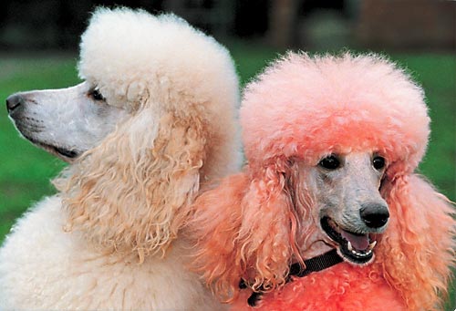 екі түрлі түсті пудель