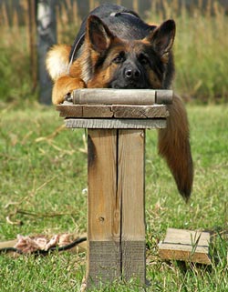 иттерге арналған командалар