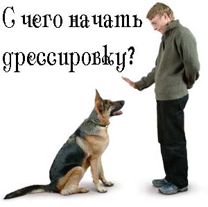 Иттерді өз бетімен үйрету