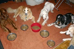 тамақтану алдында шыдамдылық