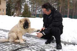 иттің жебесін береді