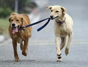 жақын жерде тұрған итке қалай үйрету керек