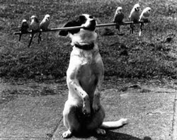 команда командасы