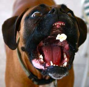 ит боксшысы тамақ ұстайды