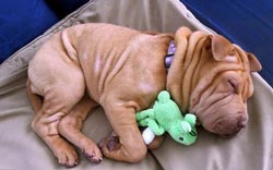 ит-орынды қалай үйрету керек