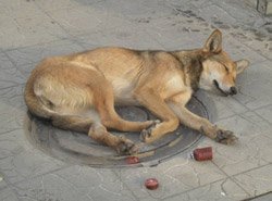 иттерді емдеу