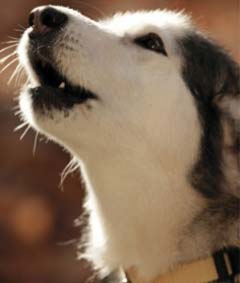 команда дауысы