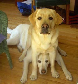 Собака лежите сабақты