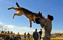 ит щеткаға шабуылдайды