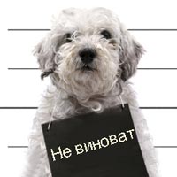 Ит кінәлі емес, иесі қытай тілін түсінбейді! собака не виновата