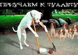 щенка дәретханасын үйрету