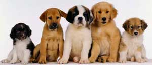 щенка қанша жаста