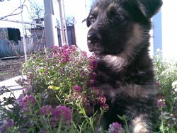 маленькие шеф-неки немеккой оварочки Аика