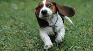 щенок оқыту