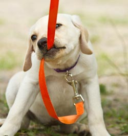 щенаны жағаға қалай үйрету керек