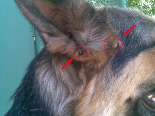 Жиі кенет құлаққа көтеріледі. Алдымен бұл орындарды тексеріңіз! клещ у собаки в ухе