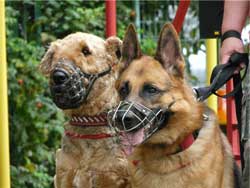 екі иттің мазарларында