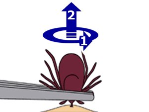 Иттен кенені қалай алуға болады