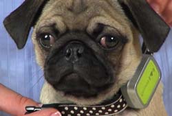 иттерді электр ит кесірмесінде