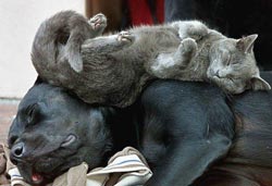 мысық пен ит - достар