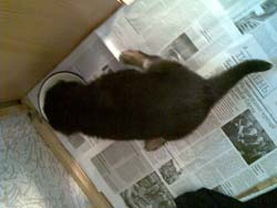 щенки жейді