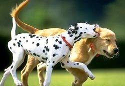 иттер ойнайды