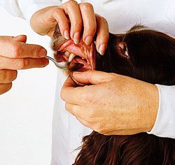 итке дәрі берілді