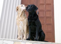 иттер сүйеді